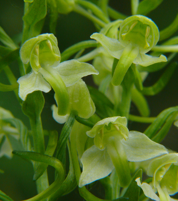 Platanthera chlorantha & Platanthera  bifolia